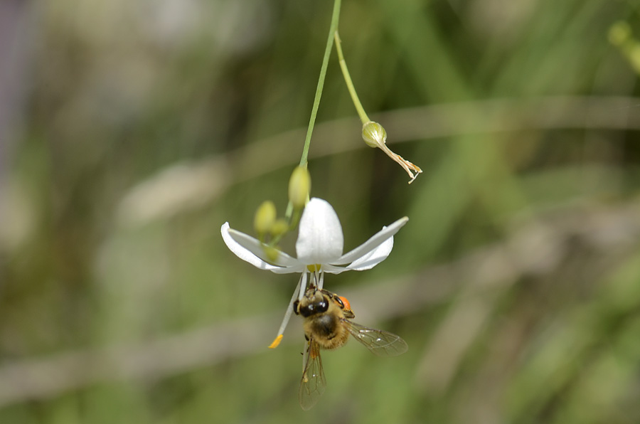 Anthericum ramosum / Lilioasfodelo minore